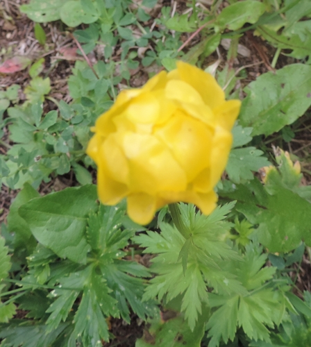 Trollius europaeus / Botton d''oro